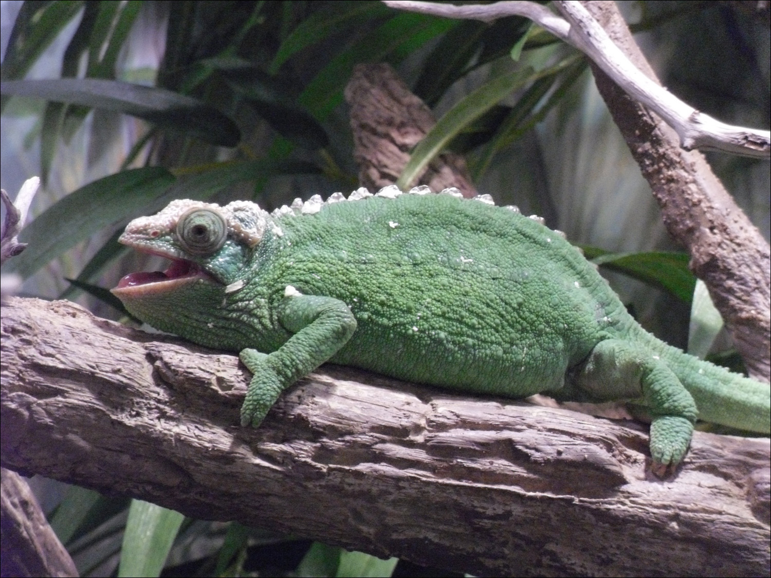 female chameleon